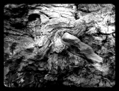 The Embrace: Rock and Tree: Photography by Noelle