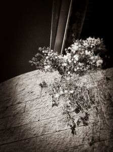 Steel, Brick, Flower, Petal: Photography by Noelle