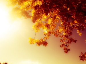 Mystical autumn: Photography by Noelle