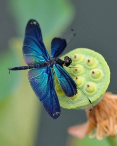 Dragonfly on Lotus hull: image re-posted from Enchanted Nature Facebook page