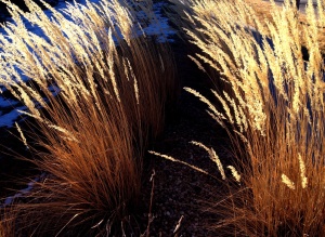 Tall grasses in late winter sun: Photo by Noelle