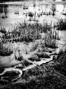 Frozen Marsh: Photo by Noelle