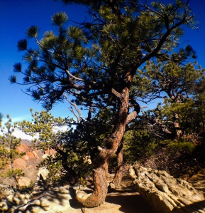 Kneeling tree at Roxborough State Park: Photo by Noelle