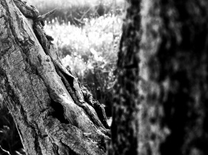 Old limb: Photo by Noelle
