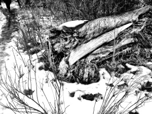 Dead Tree at Chatfield Reservoir: photo by Noelle