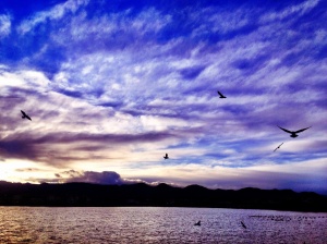 Gulls at Johnston Lake: Photo by Noelle