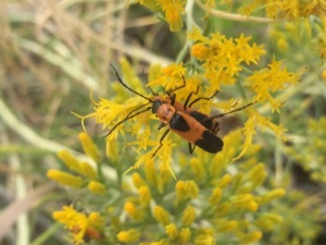 Colorado Soldier Beetles: Photo by Noelle